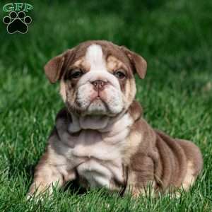 Marina Mocha, English Bulldog Puppy
